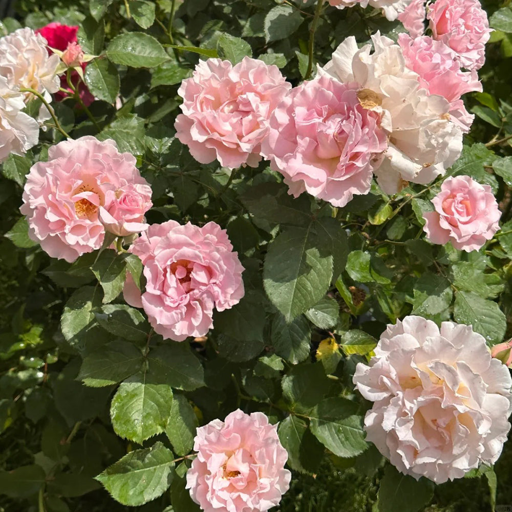 La Mariee Japanese Florist Shrub Rose