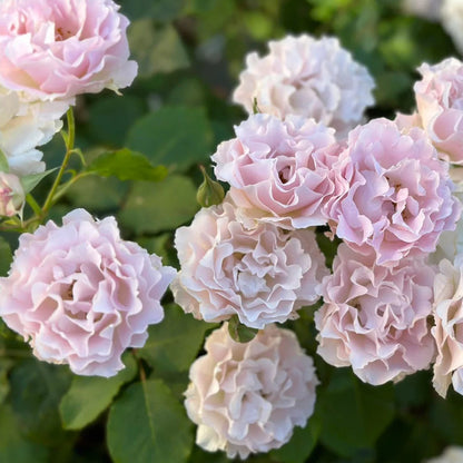 La Mariee Japanese Florist Shrub Rose