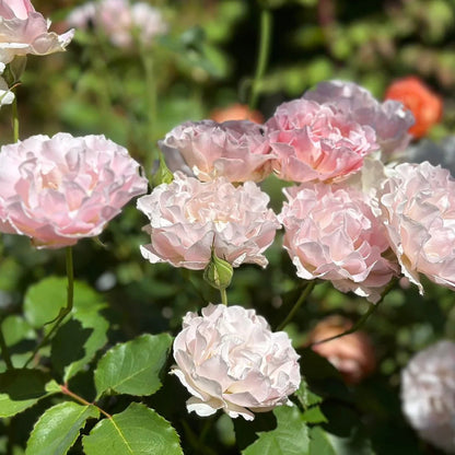 La Mariee Japanese Florist Shrub Rose