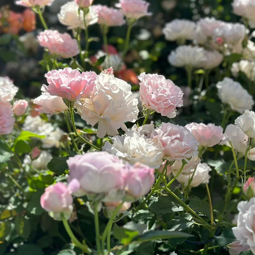 Rosemaryページ SPJ090，Neo Cherry Shallow 新浅樱桃，Japanese Florist Shrub