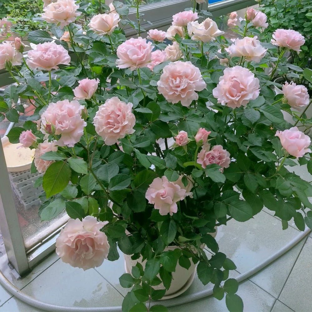 La Mariee Japanese Florist Shrub Rose