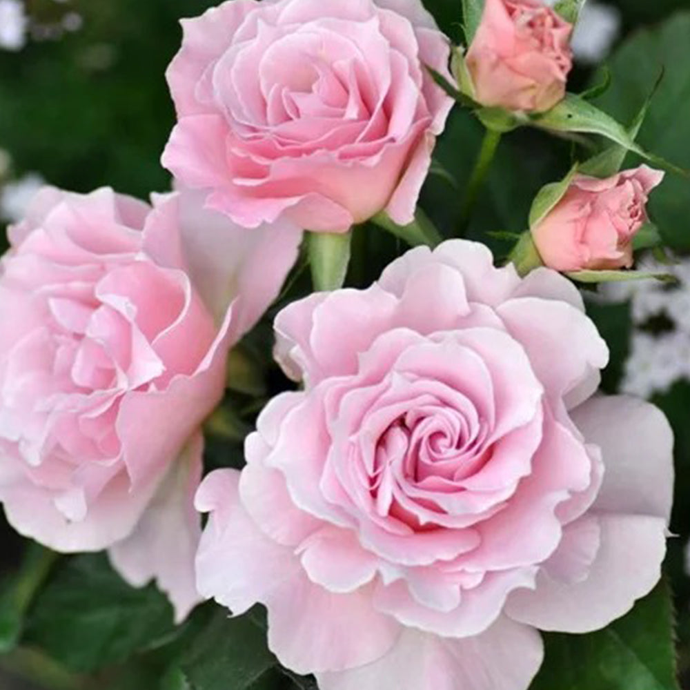 La Mariee Japanese Florist Shrub Rose