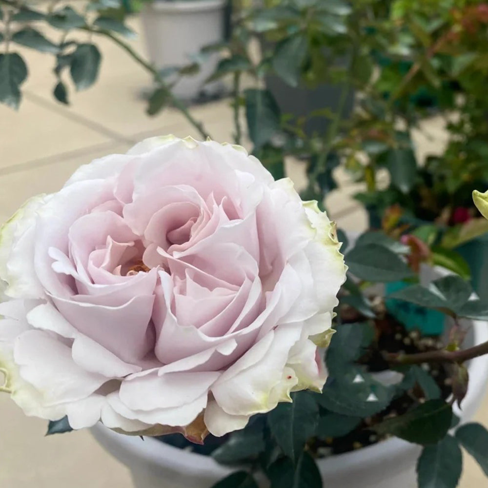 La Mer Japanese Florist Shrub Rose – Highgarden Roses