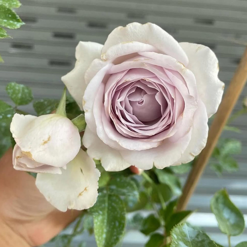 La Mer Japanese Florist Shrub Rose – Highgarden Roses
