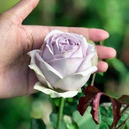 La Mer Japanese Florist Shrub Rose