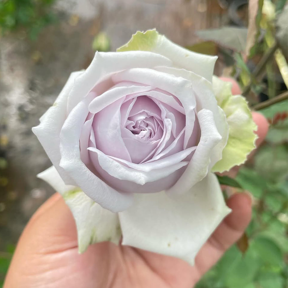 La Mer Japanese Florist Shrub Rose – Highgarden Roses
