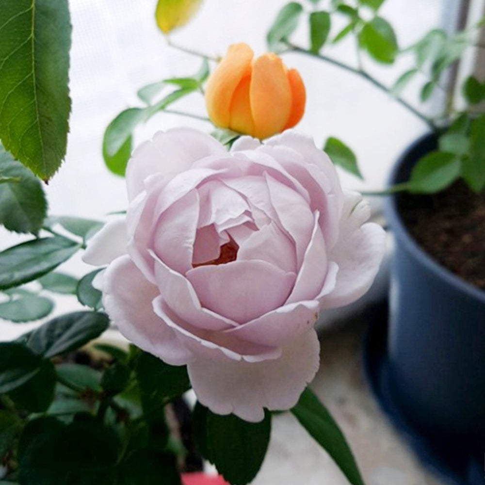 La Mer Japanese Florist Shrub Rose – Highgarden Roses