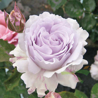 La Mer Japanese Florist Shrub Rose