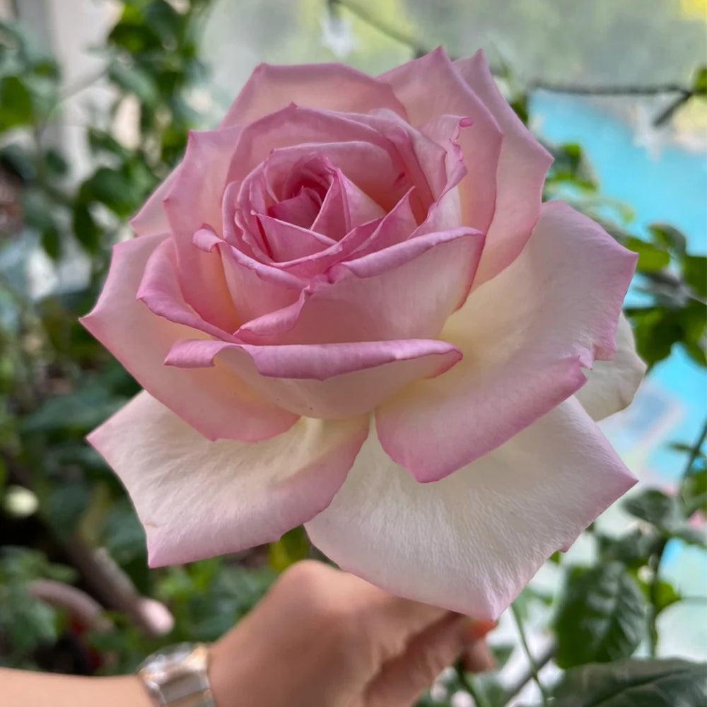 La Rose Optimiste French Florist Shrub Rose