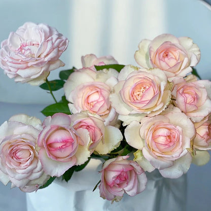 La Rose Optimiste French Florist Shrub Rose