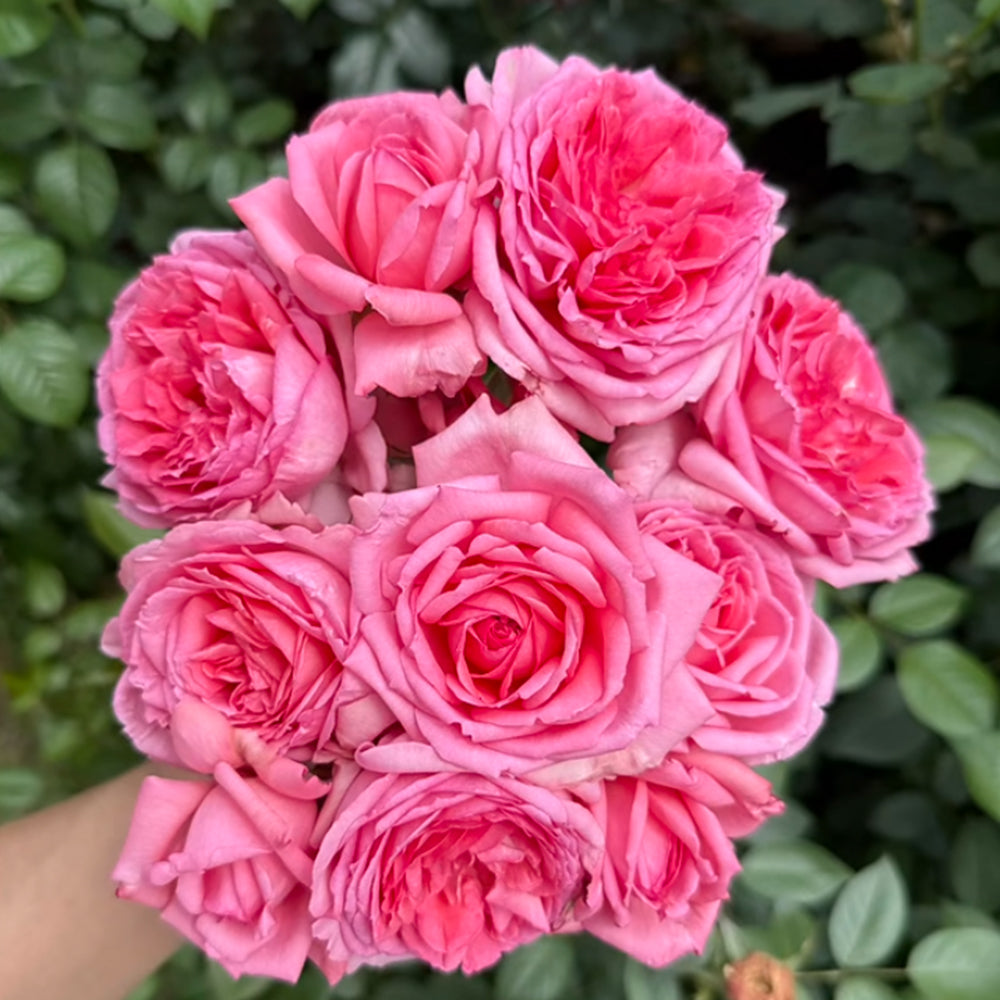 La Rose de Molinard French Florist Climbing Rose