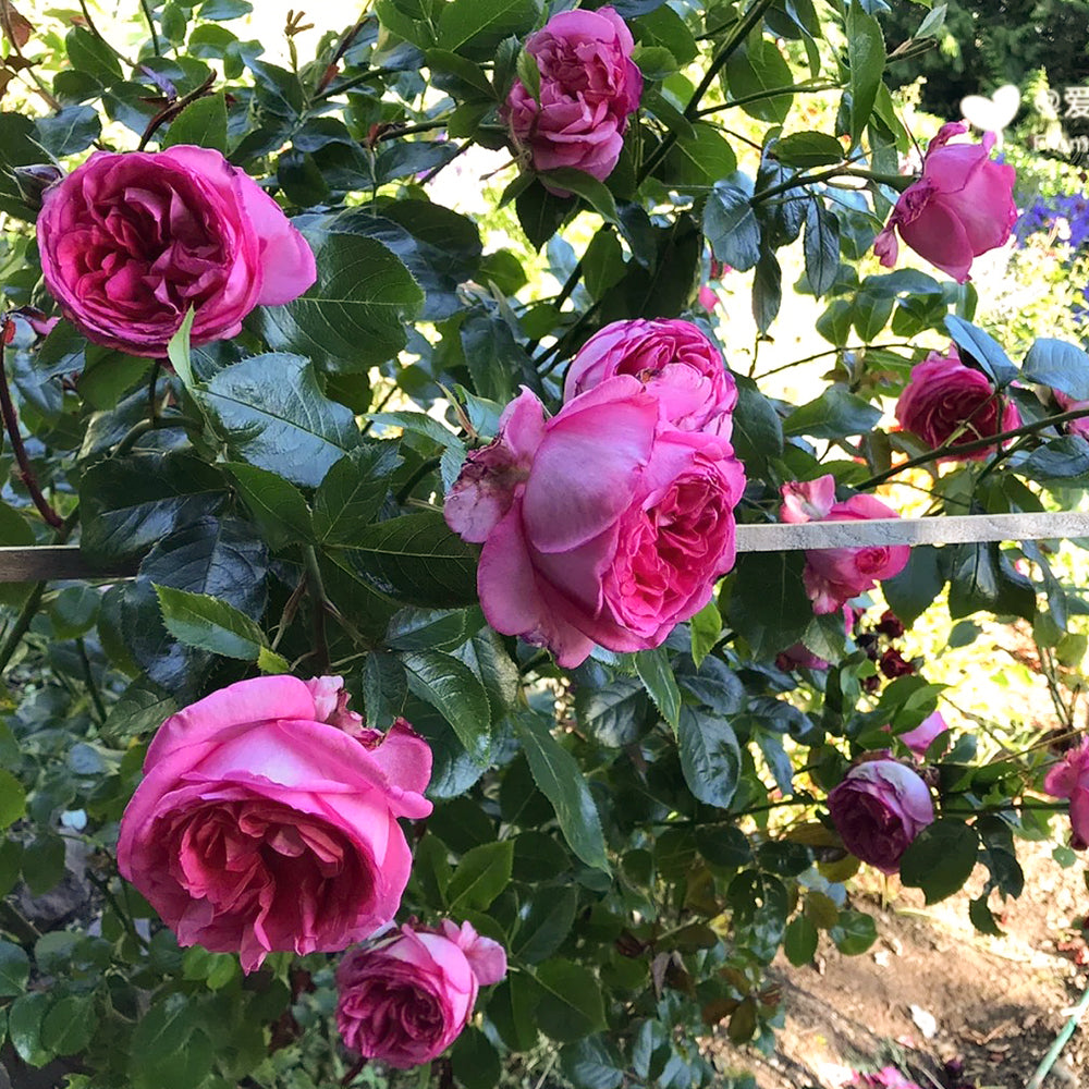 La Rose de Molinard French Florist Climbing Rose
