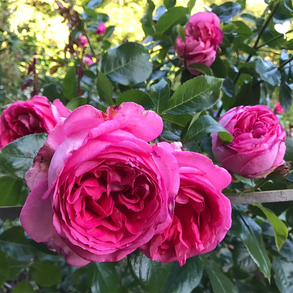 La Rose de Molinard French Florist Climbing Rose