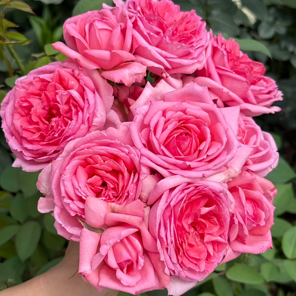 La Rose de Molinard French Florist Climbing Rose