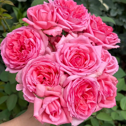 La Rose de Molinard French Florist Climbing Rose