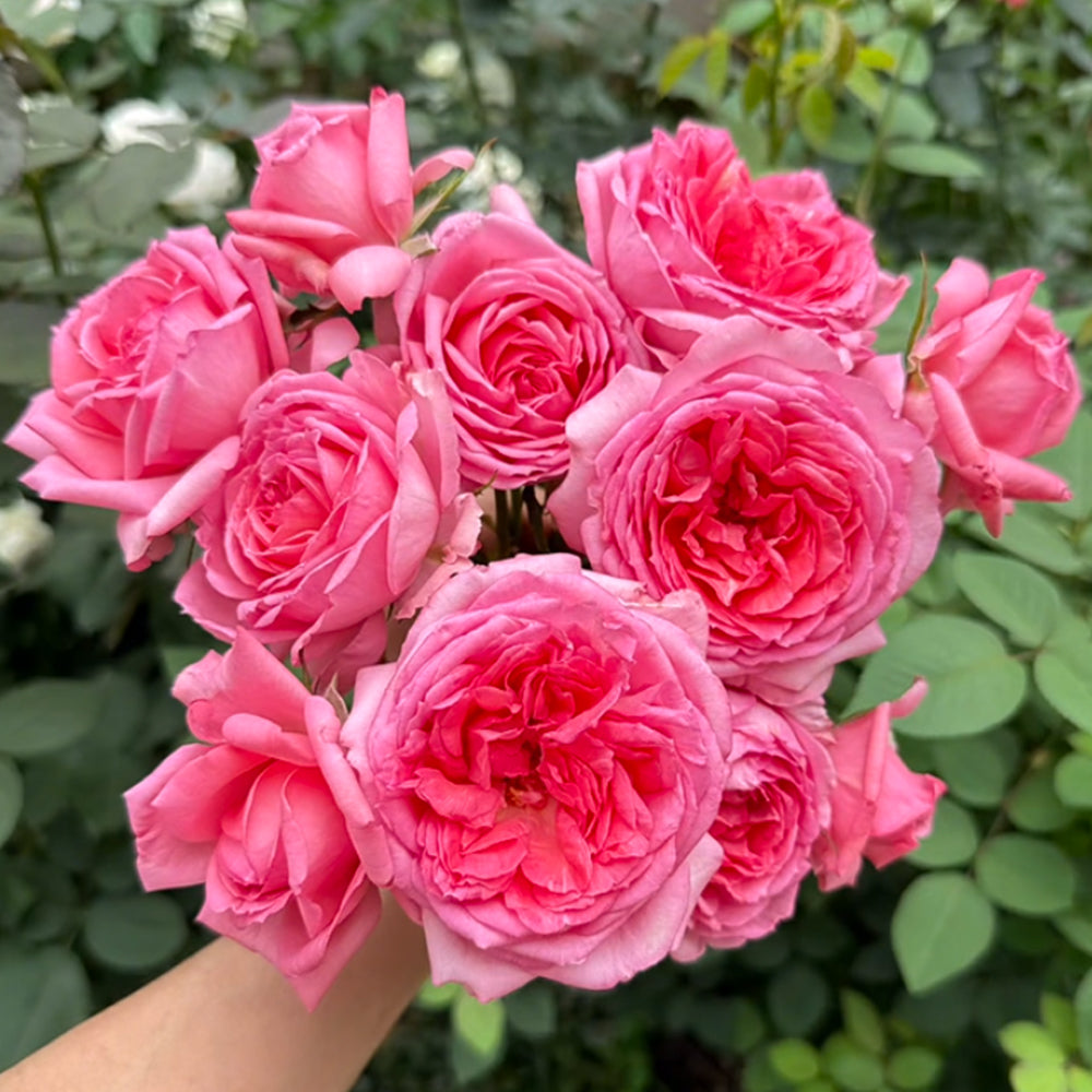 La Rose de Molinard French Florist Climbing Rose