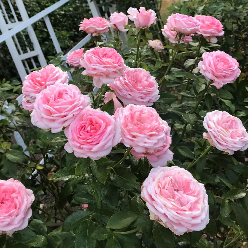 La Rose de Molinard French Florist Climbing Rose