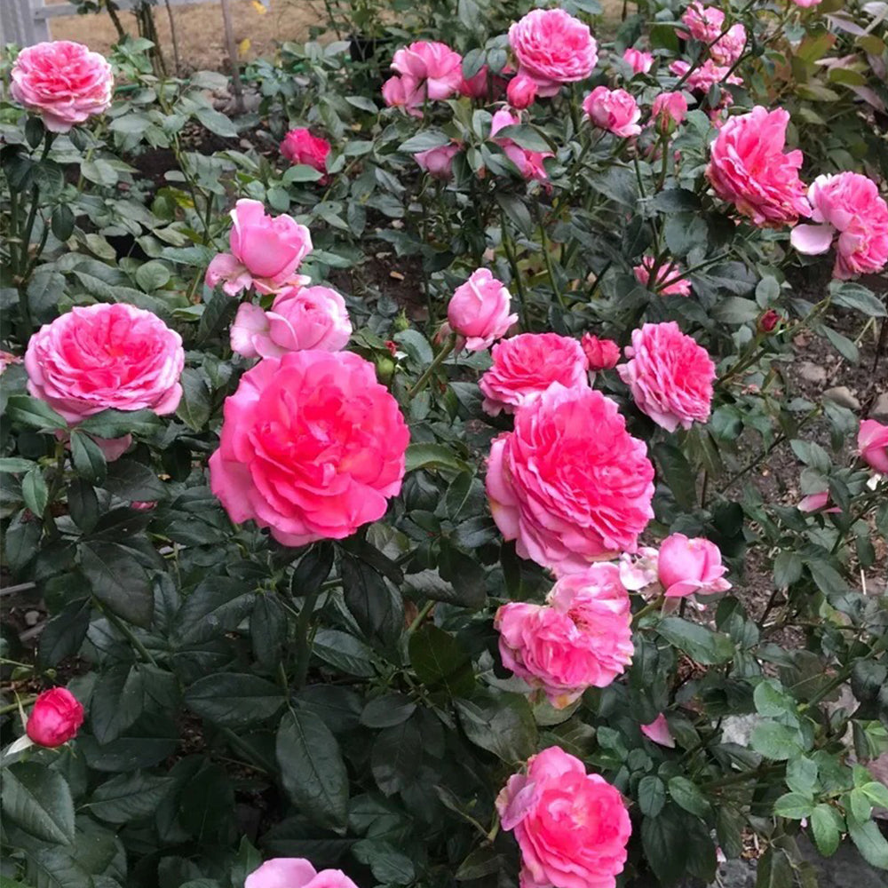 La Rose de Molinard French Florist Climbing Rose