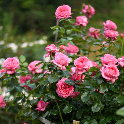 La Rose de Molinard French Florist Climbing Rose