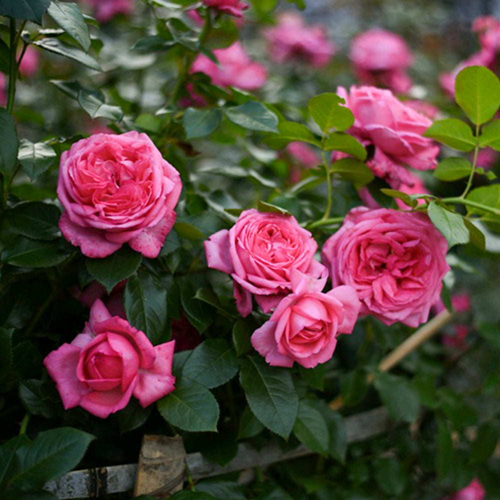 La Rose de Molinard French Florist Climbing Rose