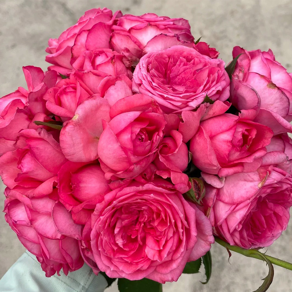 La Rose de Molinard French Florist Climbing Rose