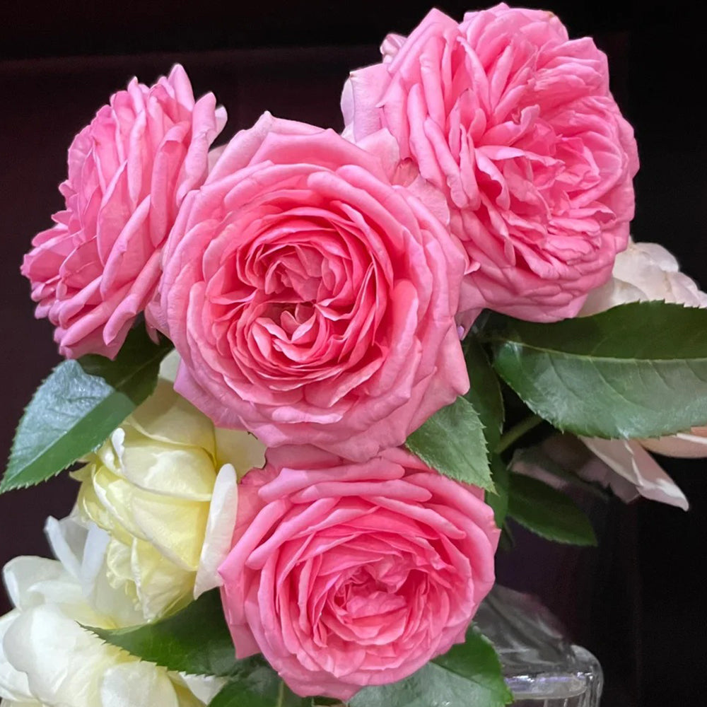 La Rose de Molinard French Florist Climbing Rose
