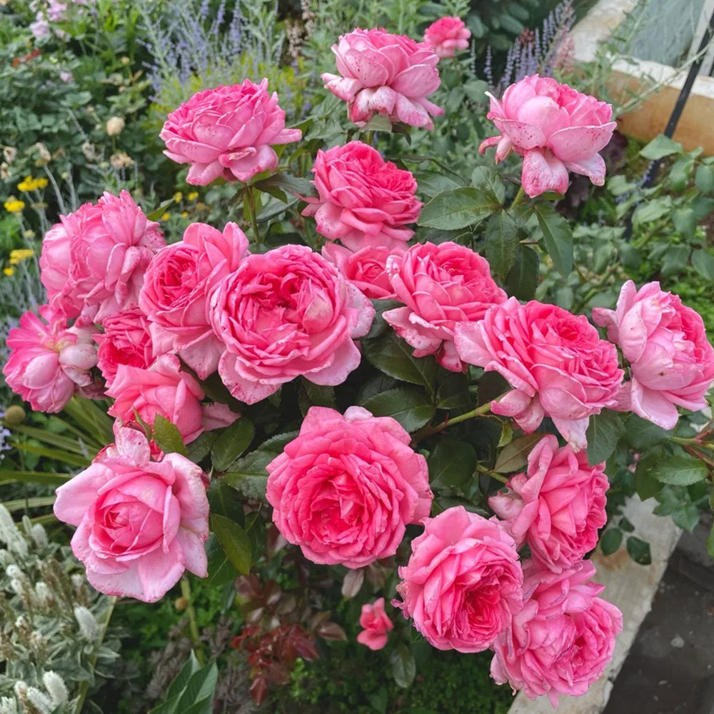 La Rose de Molinard French Florist Climbing Rose