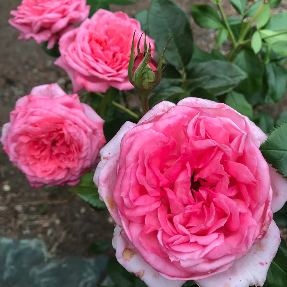 La Rose de Molinard French Florist Climbing Rose