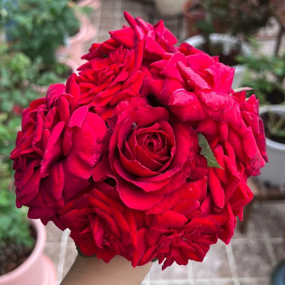 French Florist Shrub Rose Inspired by La Rose des 4 Vents