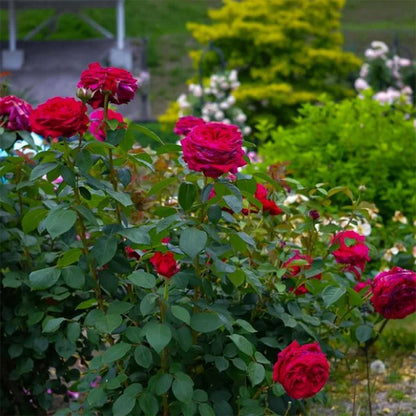 La Rose des 4 Vents French Florist Shrub Rose