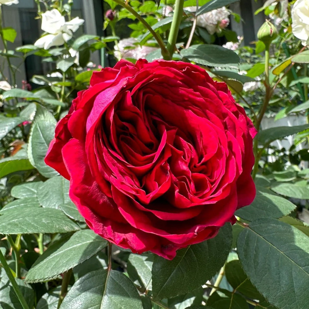 La Rose des 4 Vents French Florist Shrub Rose