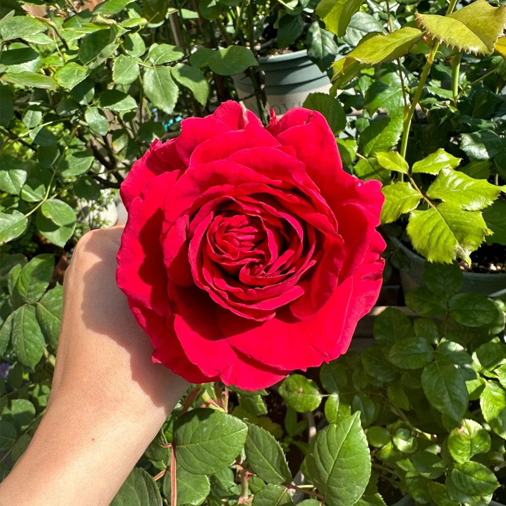 La Rose des 4 Vents French Florist Shrub Rose – Highgarden Roses