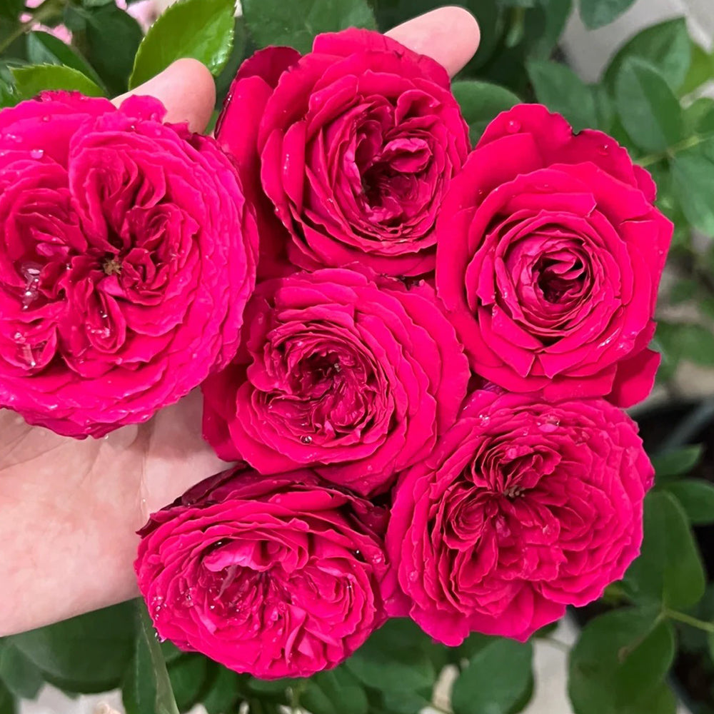 La Rose des 4 Vents French Florist Shrub Rose