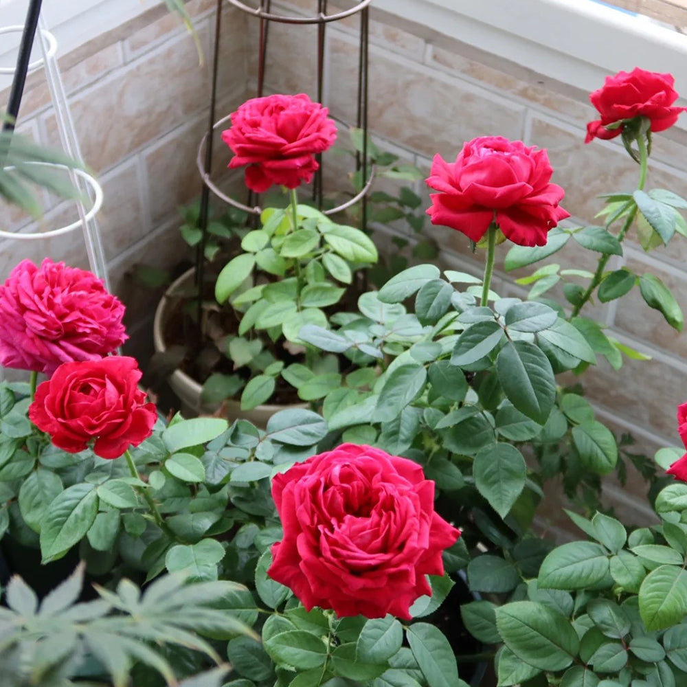 French Florist Shrub Rose Inspired by La Rose des 4 Vents