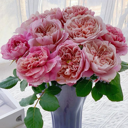 La Terrasse French Florist Shrub Rose