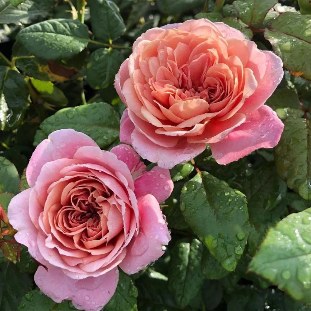 La Terrasse French Florist Shrub Rose