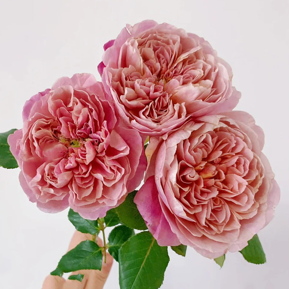 La Terrasse French Florist Shrub Rose