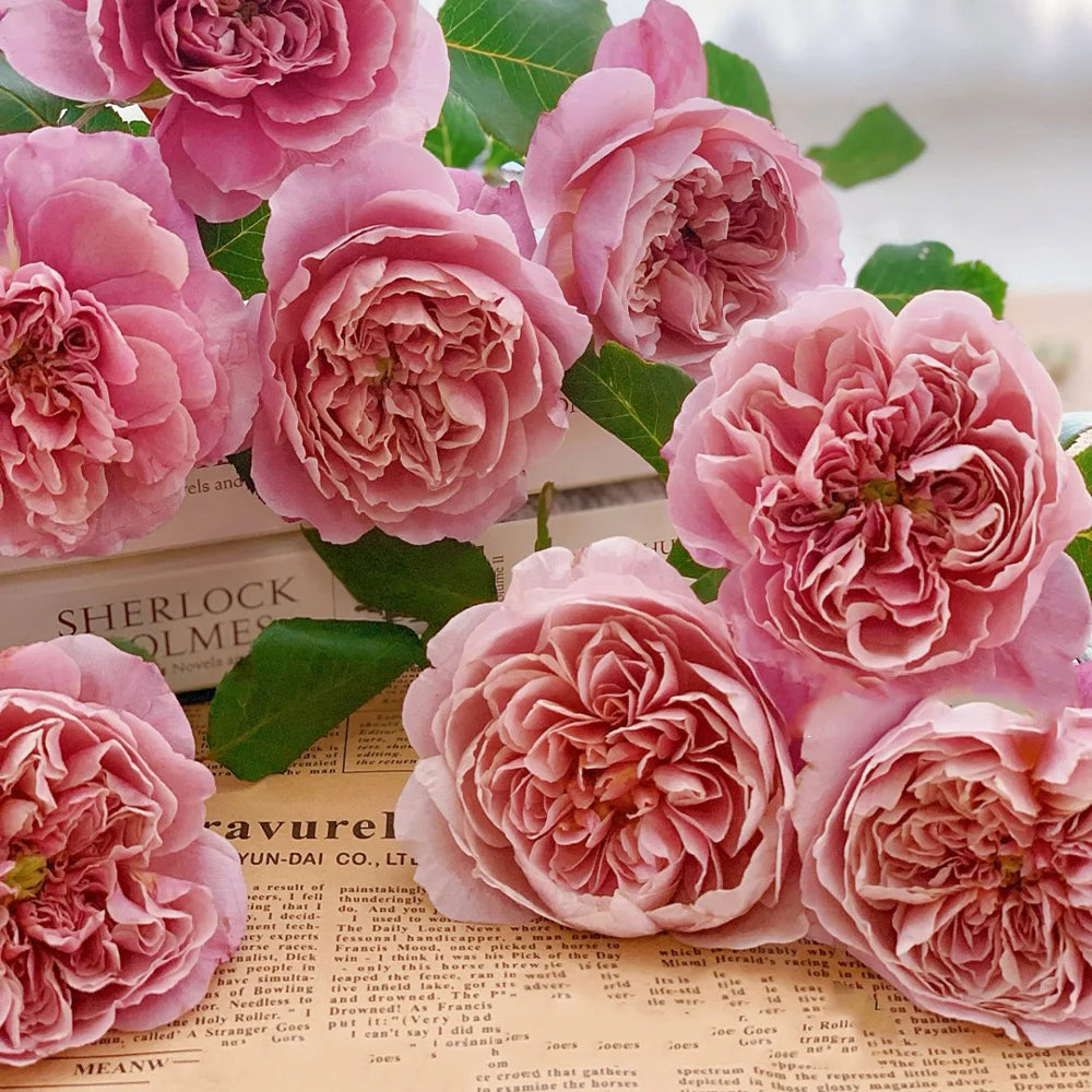 La Terrasse French Florist Shrub Rose