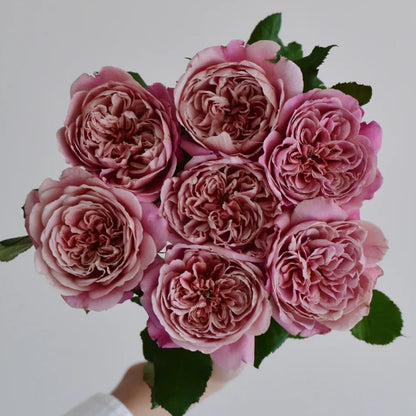 La Terrasse French Florist Shrub Rose