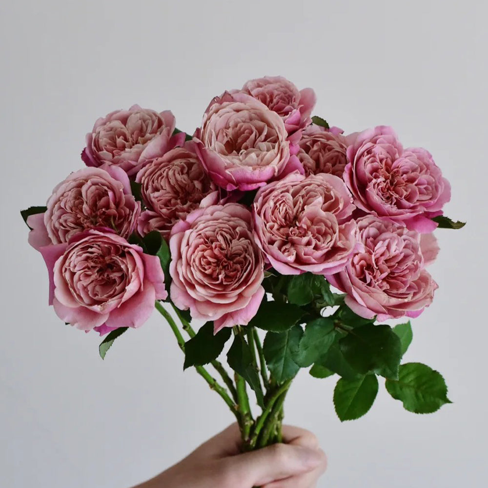 La Terrasse French Florist Shrub Rose