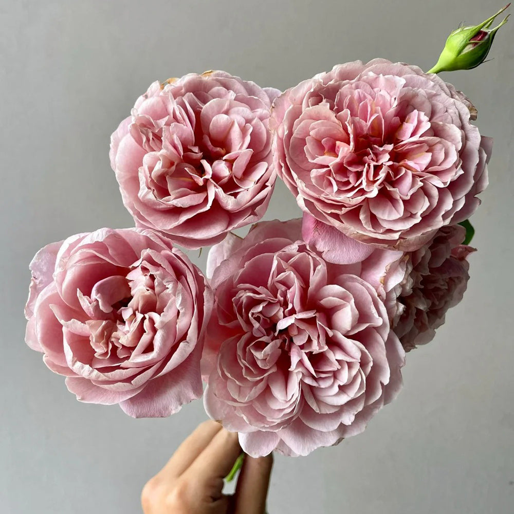 La Terrasse French Florist Shrub Rose