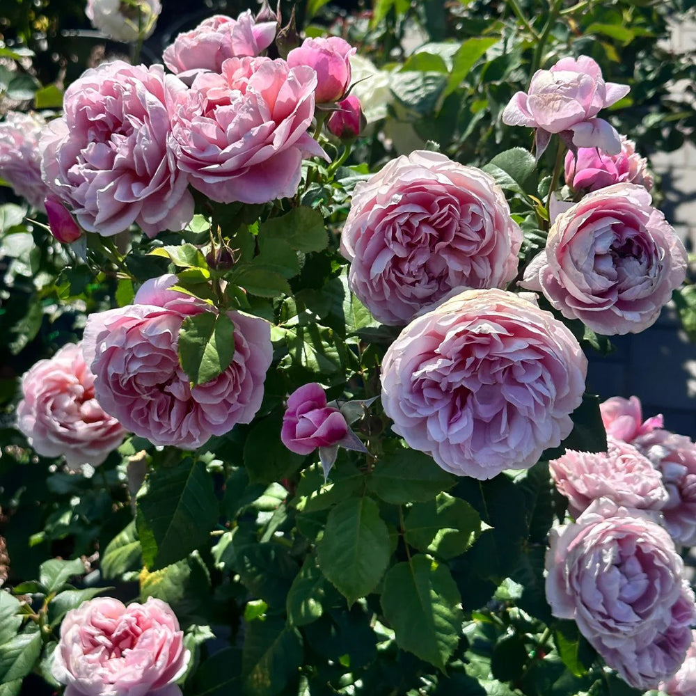 La Terrasse French Florist Shrub Rose
