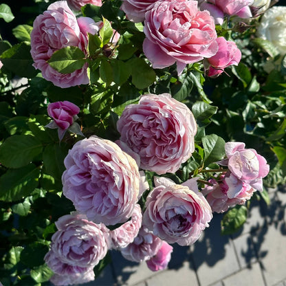 La Terrasse French Florist Shrub Rose