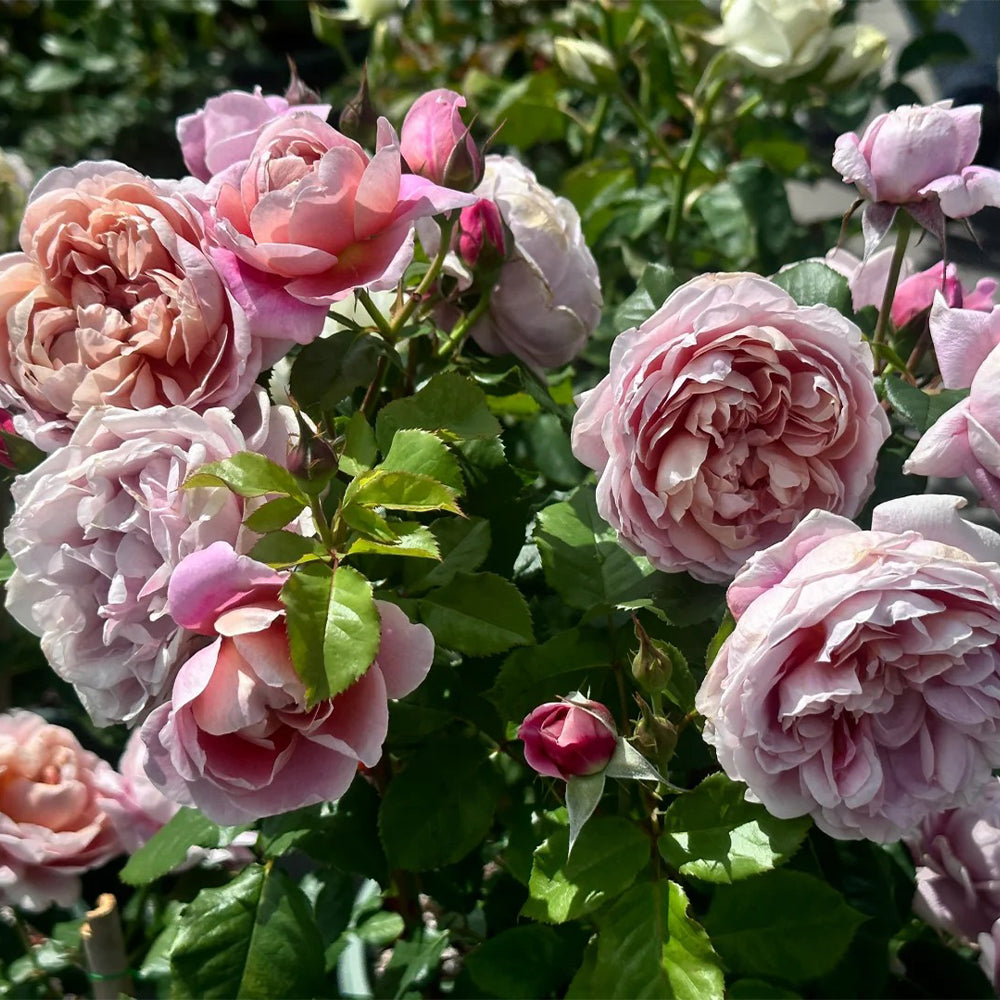 フランスラックス　ラージジョー　アイボリートーキョー　ローズ　べっこう　ピンク La Terrasse French Florist Shrub Rose Bush For Sale