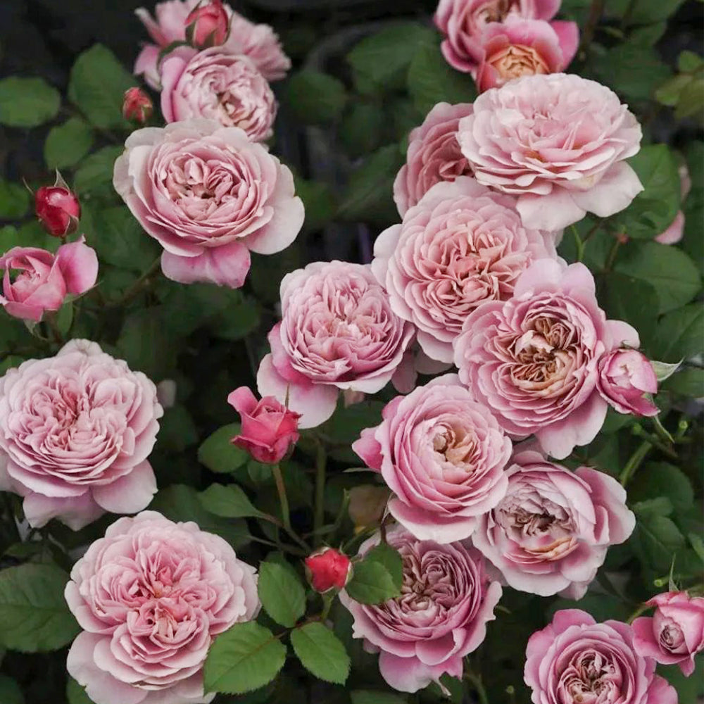 フランスラックス　ラージジョー　アイボリートーキョー　ローズ　べっこう　ピンク La Terrasse French Florist Shrub Rose Bush For Sale