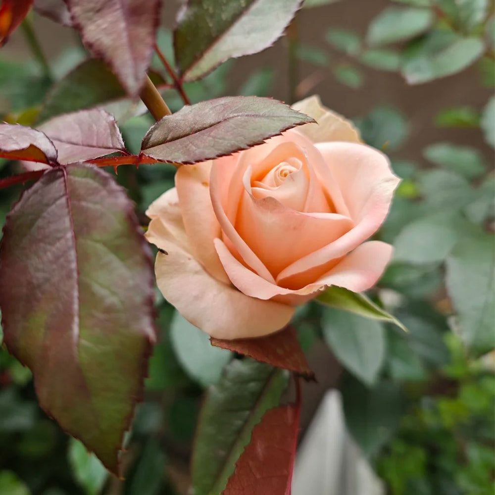 Lady Eva Netherlands Florist Shrub Rose Bush For Sale – Highgarden