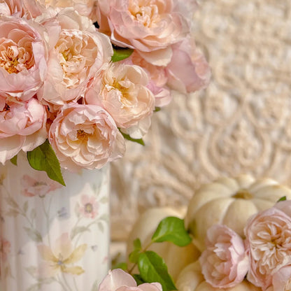 Lady Una Japanese Florist Shrub Rose