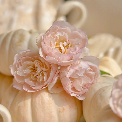 Lady Una Japanese Florist Shrub Rose