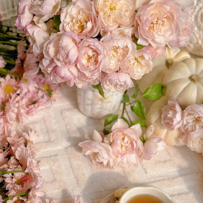 Lady Una Japanese Florist Shrub Rose