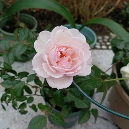 Lady Una Japanese Florist Shrub Rose